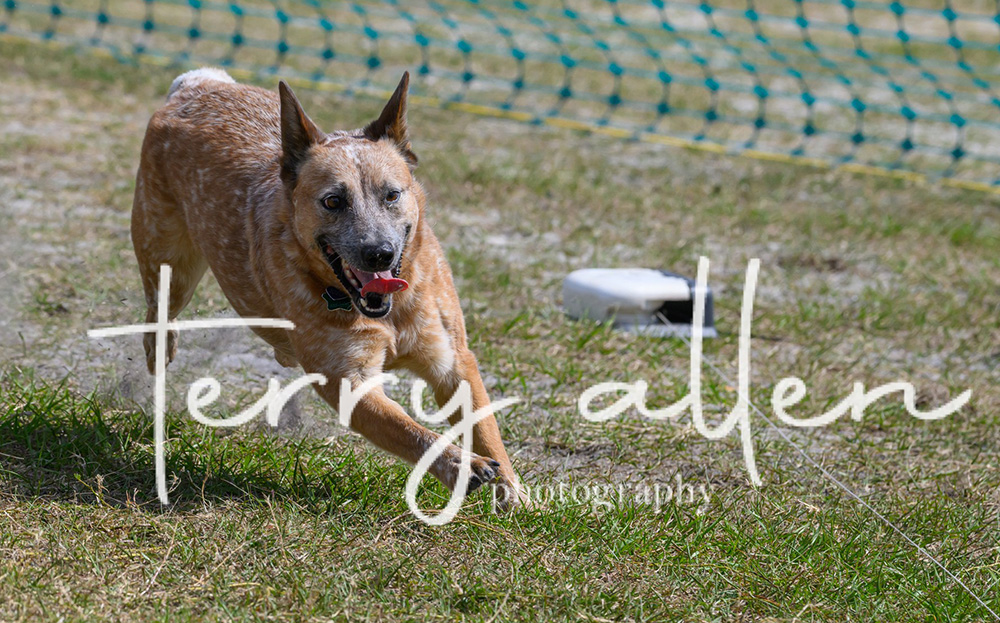 A red cattle dog running on a lure course - Terry Allen Photography